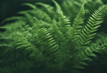 fern background green natural leaf forest tree plant summer closeup flora garden texture