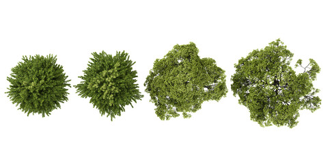 Poster - 3d illustration of Plane,European hornbeam trees on transparent background from top view