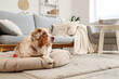 © Pixel-Shot - Cute Australian Shepherd dog lying on pet bed at home