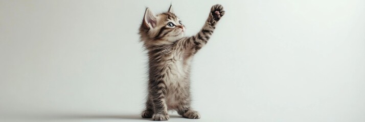 Poster - Fluffy kitten playfully raising one paw against a white background in a minimalistic setup, showcasing its cuteness and curiosity in an indoor environment