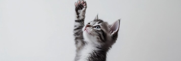 Aufkleber - Fluffy kitten playfully raising one paw in a minimal setup on a white background