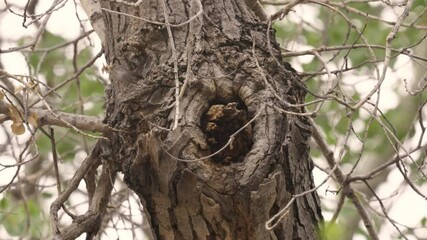 Wall Mural - Short 4k video of a female Bewick's Wren carrying fluffy plant material into a hole high on the trunk of a cottonwood tree with the soft green of new spring leaves in the background.