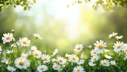 Poster - Beautiful spring meadow with white daisy flowers on blurred sunny background