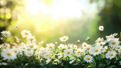 Poster - Beautiful spring meadow with white daisy flowers on a sunny day