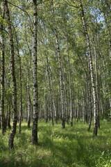  Russian forest, Betula papyrifera, Silver birch forest, Betula pendula,  warty birch, European white birch, East Asian white birch