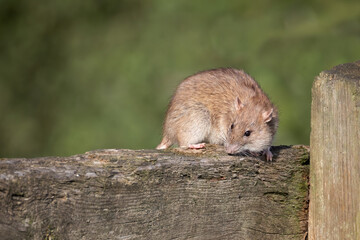 Poster - a close up of a rat scampering on a wooden fence. An out of focus background provides space for text copy