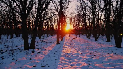 Wall Mural - enchanting winter sunset casting warm glows through snowy forest path