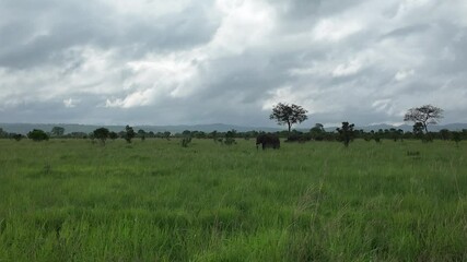 Wall Mural - Grazing African elephant walking in the grassland of Mikumi national park in Tanzania