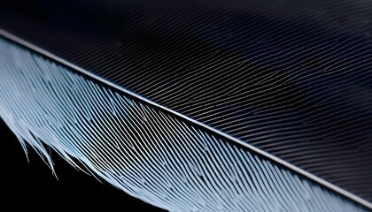 Wall Mural - close up of a blue feather on a black background