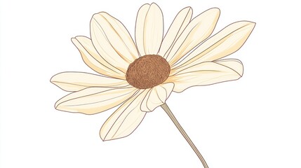 Poster - Delicate Cream Daisy in Profile, Isolated on White Background. Potential Use Floral Design Element