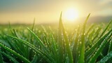 Aloe Vera Plantation at Dawn, A Natural Remedy for Radiant Skin and Healing