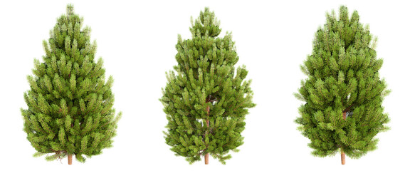 Fototapete - Pinus (Pine Tree) on transparent background.3d rendering