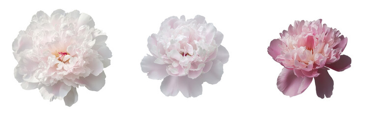 Poster - Minimalist mockups featuring three isolated peony flowers in various shades of pink against a clean white background