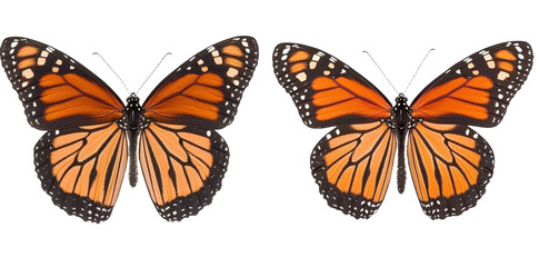 Fototapete - Stunning detail of isolated minimalist butterfly mockups on a clean white background showcasing vibrant orange and black patterns