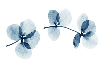 Poster - Isolated minimalist mockups of delicate blue floral elements showcasing intricate details and serene aesthetics