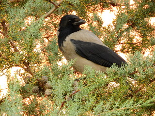 black big crow on tree photo