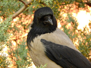 black big crow on tree photo