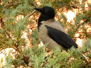 black big crow on tree photo