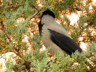 black big crow on tree photo
