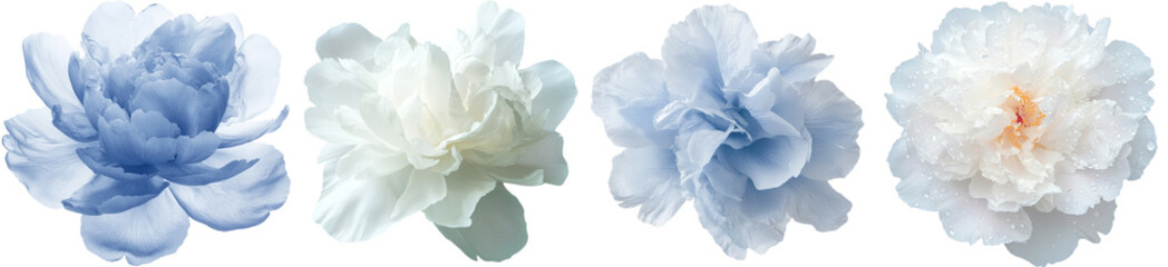 Poster - Minimalist mockups of four isolated flower designs showcasing soft colors and delicate petals in a serene arrangement