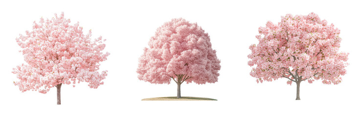 Poster - Isolated minimalist mockups of blooming pink trees showcasing different perspectives in a serene setting