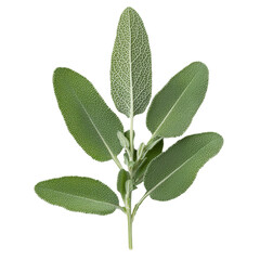Poster - Fresh sage leaves arrangement showcasing natural texture and vibrant green color in isolated minimalist setting