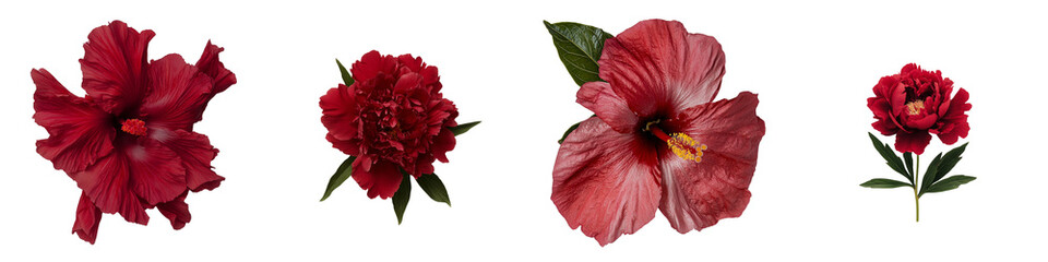 Poster - Collection of isolated minimalist floral mockups featuring rich red blooms on a clean white background for design purposes
