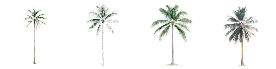 Poster - Isolated minimalist mockups of tropical palm trees showcasing various styles and perspectives on a clean white background