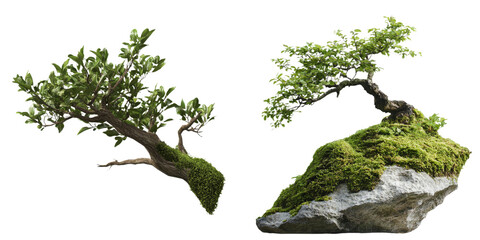Poster - Isolated minimalist mockups showcasing bonsai trees creatively positioned on rocks with lush moss accents