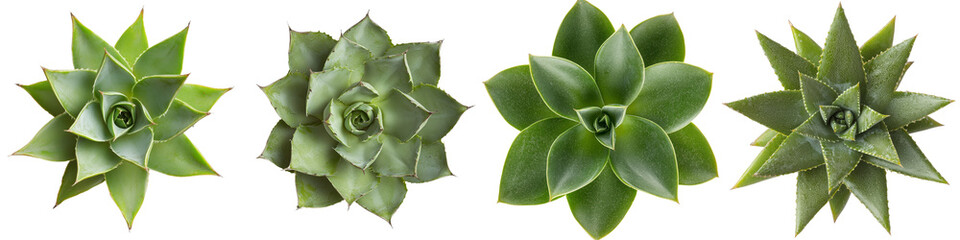 Poster - Isolated minimalist mockups of various succulent plants showcasing unique shapes and textures in a clean, modern presentation