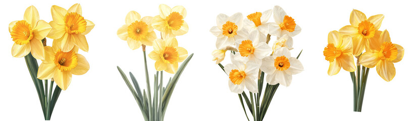 Poster - Exploring isolated minimalist mockups of daffodils showcasing various arrangements in soft lighting