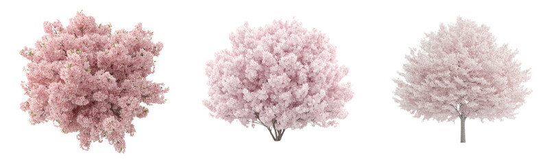 Poster - Soft pink flowering trees arranged in a minimalist layout for design mockups