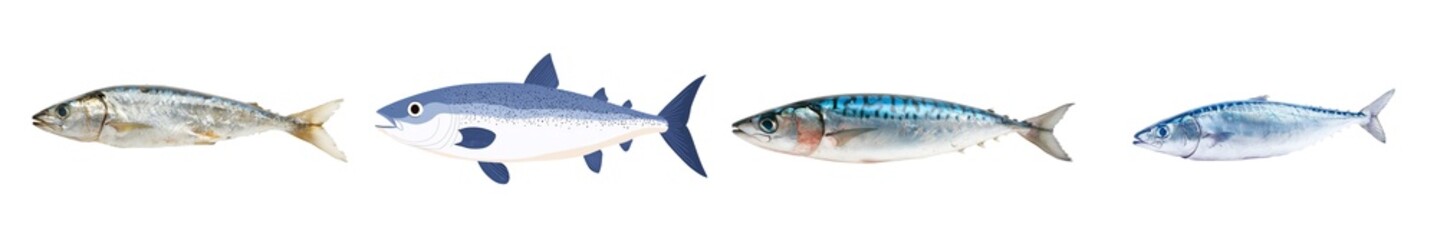 Leinwandbilder - Minimalist mockups showcasing various fish species in a simple layout arranged on a clean background