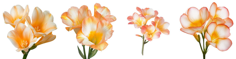 Poster - Beautiful isolated minimalist mockups of vibrant flowers in soft shades of white, orange, and yellow against a clean background