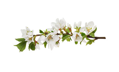Spring twig of prunus tomentosa (wild cherry) flowers and leaves isolated on white  or transparent background