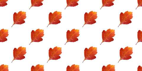 Wall Mural - seamless pattern of vibrant red and orange autumn leaves isolated on white background