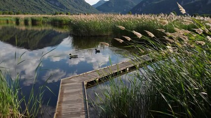 Aufkleber - Serene ducks gliding through calm waters surrounded by lush greenery and mountains in late afternoon light