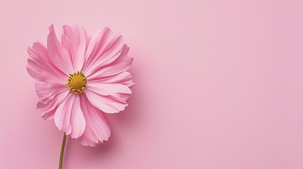 Wall Mural - A beautiful pink flower in full bloom against a soft pink background. The flower is delicate and feminine, with a soft, velvety texture.