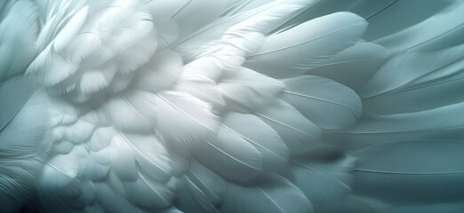 Poster - Delicate white feathers with soft textures and gradients in serene blue tones