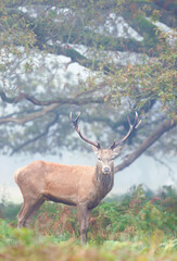 Wall Mural - Red deer stag standing in bracken during the rut in autumn