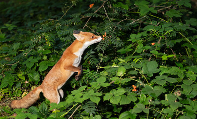 Wall Mural - Portrait of a red fox eating rowan berries in a forest