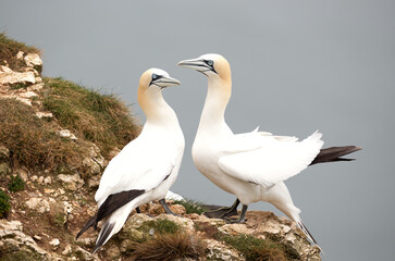 Wall Mural - pair of northern gannets nesting on cliff