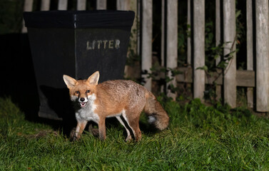 Wall Mural - Red fox standing near a litter bin at night