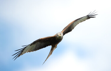 Wall Mural - portrait of a red kite in flight against blue sky