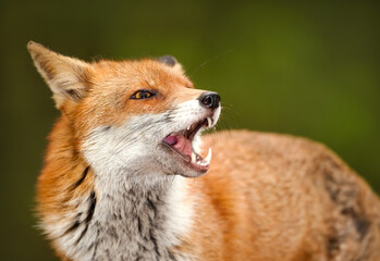 Wall Mural - Portrait of a red fox with open mouth