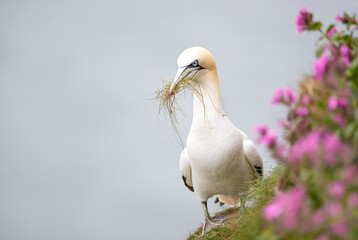 Wall Mural - portrait of a northern gannet carrying nesting material in its beak