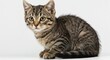 © stock.metket.com - A tabby kitten sitting on a white surface looking at the camera with its big yellow eyes intently isolated on white background