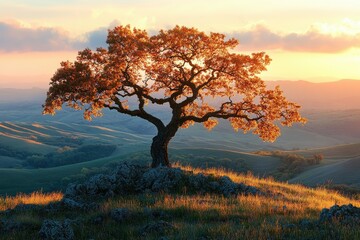 Aufkleber - Solitary oak tree silhouetted against a breathtaking sunset over rolling hills.