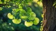 © NFTNexus - The Maidenhair tree, Ginkgo biloba, showcases its fresh green foliage in the summer