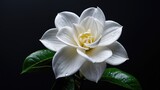 Single gardenia flower against a black surface
